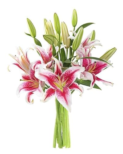 0810022325599 - KABLOOM PRIME NEXT DAY DELIVERY : VALENTINES DAY COLLECTION - SAILORS SUNSET BOUQUET OF 5 FRESH PINK LILIES GIFT FOR SYMPATHY, ANNIVERSARY, GET WELL, THANK YOU, VALENTINE, MOTHER’S DAY FLOWERS