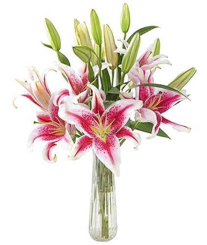 0810022325605 - KABLOOM PRIME NEXT DAY DELIVERY : VALENTINES DAY COLLECTION - SAILORS SUNSET BOUQUET OF 5 FRESH PINK LILIES WITH VASE GIFT FOR ANNIVERSARY, GET WELL, THANK YOU, VALENTINE, MOTHER’S DAY FLOWERS