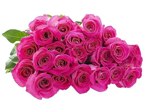 0810022325889 - KABLOOM PRIME NEXT DAY DELIVERY : HIMALAYA COLLECTION - TRANQUIL FRESH CUT 24 PINK ROSES GIFT FOR BIRTHDAY, SYMPATHY, ANNIVERSARY, GET WELL, THANK YOU, VALENTINE, MOTHER’S DAY FLOWERS