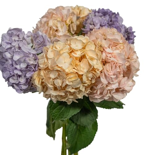 0810022326701 - KABLOOM PRIME NEXT DAY DELIVERY - PRONTO COLLECTION : 2 HYDRANGEA LIGHT PINK TINTED, 2 HYDRANGEA LAVENDER TINTED, 2 HYDRANGEA PEACH TINTEDGIFT FOR BIRTHDAY, ANNIVERSARY, MOTHER’S DAY FRESH FLOWERS