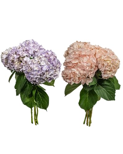 0810022326732 - KABLOOM PRIME NEXT DAY DELIVERY - PRONTO COLLECTION : 10 HYDRANGEAS (5 LIGHT PINK + 5 LAVENDER)GIFT FOR BIRTHDAY, ANNIVERSARY, MOTHER’S DAY FRESH FLOWERS