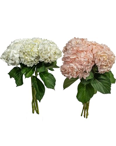 0810022326749 - KABLOOM PRIME NEXT DAY DELIVERY - PRONTO COLLECTION : 10 HYDRANGEAS (5 LIGHT PINK + 5 WHITE)GIFT FOR BIRTHDAY, ANNIVERSARY, MOTHER’S DAY FRESH FLOWERS