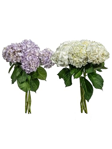 0810022326756 - KABLOOM PRIME NEXT DAY DELIVERY - PRONTO COLLECTION : 10 HYDRANGEAS (5 LAVENDER + 5 WHITE)GIFT FOR BIRTHDAY, ANNIVERSARY, MOTHER’S DAY FRESH FLOWERS