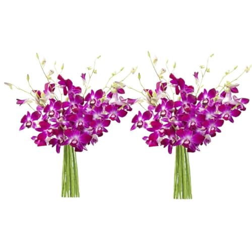0810022326954 - KABLOOM PRIME NEXT DAY DELIVERY - MOTHERS DAY COLLECTION - 20 STEMS OF PURPLE ORCHID (CUT-TO-ORDER, AND HOMEGROWN IN THE USA).GIFT FOR MOTHER’S DAY, BIRTHDAY, EASTER, ANNIVERSARY FRESH FLOWERS
