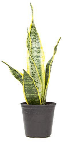0810024701483 - LIVE SNAKE PLANT, SANSEVIERIA TRIFASCIATA LAURENTII, FULLY ROOTED INDOOR HOUSE PLANT IN POT, MOTHER IN LAW TONGUE SANSEVIERIA PLANT, POTTED SUCCULENT PLANTS, SANSEVIERIA LAURENTII BY PLANTS FOR PETS
