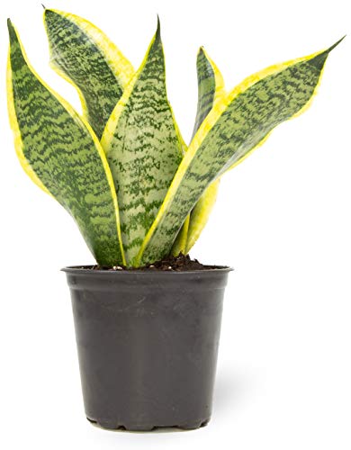 0810024701520 - LIVE SNAKE PLANT, SANSEVIERIA TRIFASCIATA SUPERBA, FULLY ROOTED INDOOR HOUSE PLANT IN POT, MOTHER IN LAW TONGUE SANSEVIERIA PLANT, POTTED SUCCULENT PLANT, HOUSEPLANT IN POTTING SOIL BY PLANTS FOR PETS