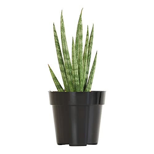 0810024702220 - SANSEVIERIA SPIKY, SNAKE PLANT SUCCULENTS, LIVE INDOOR PLANTS FOR SANSEVIERIA PLANT STAND, HOUSE PLANTS INDOORS LIVE, RUSTIC HOME DÉCOR LIVE PLANTS, SUCCULENT PLANTS IN PLANT POTS BY PLANTS FOR PETS