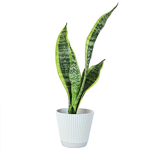 0810024702367 - PLANTS FOR PETS LIVE SNAKE PLANT WITH DECORATIVE WHITE POT, SANSEVIERIA TRIFASCIATA LAURENTII SUCCULENTS, FULLY ROOTED INDOOR POTTED PLANTS, MOTHER IN LAW TONGUE SUCCULENT AND MODERN PLANTER
