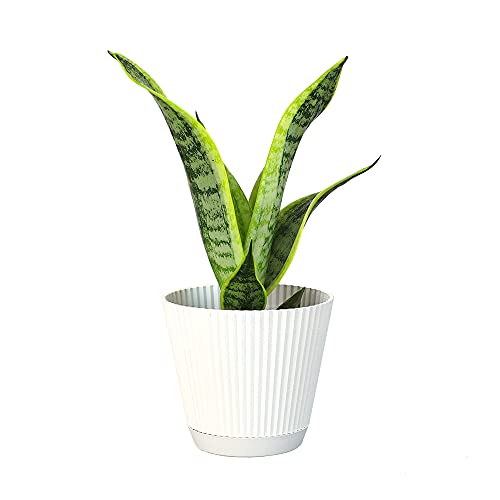 0810024702374 - LIVE SNAKE PLANT WITH DECORATIVE WHITE POT, SANSEVIERIA TRIFASCIATA SUPERBA, FULLY ROOTED INDOOR HOUSE PLANT, MOTHER IN LAW TONGUE SANSEVIERIA PLANT, SUCCULENT PLANT HOUSEPLANT BY PLANTS FOR PETS