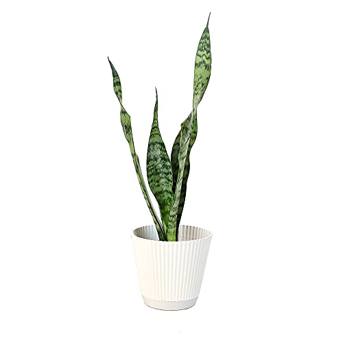 0810024702381 - PLANTS FOR PETS LIVE SNAKE PLANT WITH DECORATIVE WHITE, SANSEVIERIA ZEYLANICA INDOOR HOUSEPLANT, MOTHER IN LAW TONGUE POTTED, FULLY ROOTED SUCCULENTS AND MODERN PLANTER