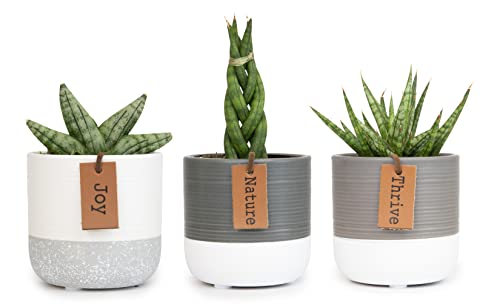 0810024702466 - SNAKE PLANT LIVE HOUSE PLANTS INDOORS LIVE (3 PACK), SUCCULENT PLANTS LIVE HOUSEPLANTS, GARDENING GIFTS FOR PLANT LOVERS, POTTING SOIL PLANTERS FOR INDOOR PLANTS, PLANT LOVER GIFTS BY PLANTS FOR PETS