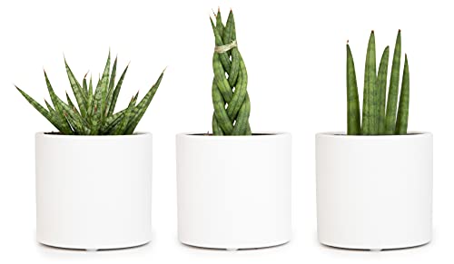 0810024702473 - PLANTS FOR PETS SANSEVIERIA CYLINDRICA SUCCULENTS (3 PACK) WITH MATTE WHITE CERAMIC PLANTER POT SET, LIVE INDOOR PLANTS FOR HOME DÉCOR, EASY HOUSEPLANTS ROOTED IN GROWING CONTAINERS AND POTTING SOIL