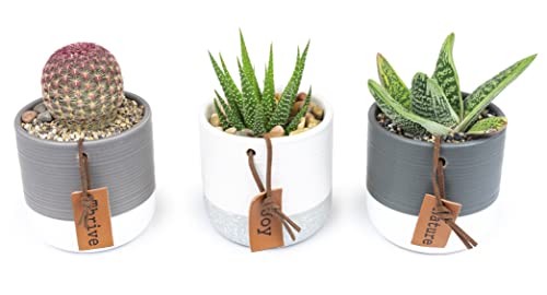 0810024702862 - SUCCULENTS PLANTS LIVE IN PLANT POT SET (3 PACK), SUCCULENT CACTUS PLANTS LIVE PLANTS, INDOOR PLANTS LIVE GARDENING GIFTS FOR PLANT LOVERS, LIVE SUCCULENTS PLANTS LIVE HOUSEPLANTS BY PLANTS FOR PETS