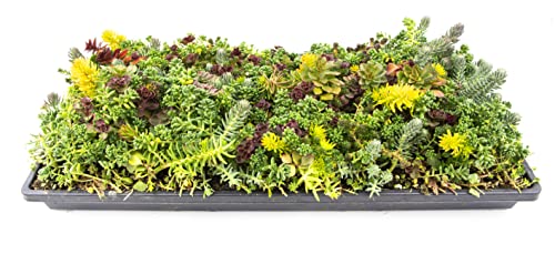 0810024703609 - SEDUM SUCCULENT PLANTS GROUND COVER, LIVE SUCCULENTS PLANTS LIVE PLANTS, PLANT TRAY OF OUTDOOR PLANTS FOR LANDSCAPING, FAIRY GARDEN ACCESSORIES, PLANT WALL DECOR AND SUCCULENT SOIL BY PLANTS FOR PETS