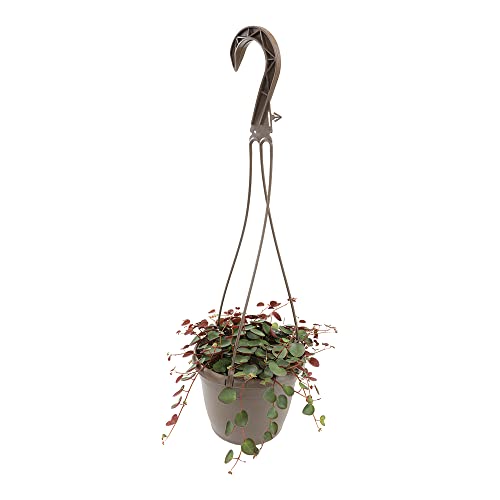 0810024703692 - PEPEROMIA LIVE PLANT, INDOOR PLANTS LIVE HOUSEPLANTS IN HANGING PLANTER, HOUSE PLANTS INDOORS LIVE PLANTS, VINE PLANTS INDOOR LIVE HOUSE PLANT SUCCULENTS PLANTS LIVE IN PLANT BASKET BY PLANTS FOR PETS