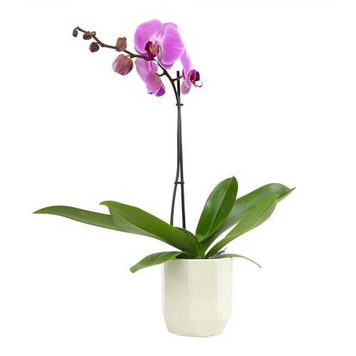 0810024705474 - PURPLE PHALAENOPSIS LIVE ORCHID PLANT LOVER GIFT & WHITE ORCHID POT, 20-24 TALL, LIVE PLANT GIFT, FRESH ORCHIDS PLANTS LIVE HOUSE PLANTS, LIVE PLANTS INDOOR PLANTS LIVE HOUSEPLANTS BY PLANTS FOR PETS