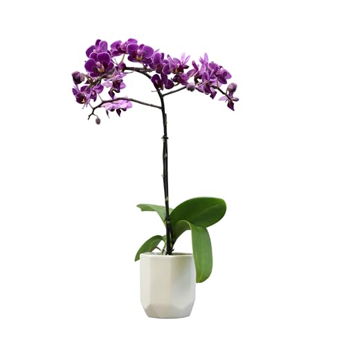 0810024705634 - PURPLE PHALAENOPSIS LIVE ORCHID PLANT LOVER GIFT & WHITE ORCHID POT, 11-15 TALL, LIVE PLANT GIFT, FRESH ORCHIDS PLANTS LIVE HOUSE PLANTS, LIVE PLANTS INDOOR PLANTS LIVE HOUSEPLANTS BY PLANTS FOR PETS