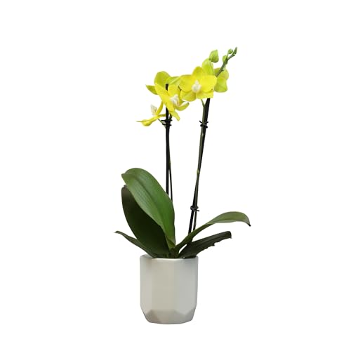 0810024705641 - YELLOW PHALAENOPSIS LIVE ORCHID PLANT 11-15, WHITE ORCHID POT, LIVE PLANT GIFT, FRESH ORCHIDS PLANTS LIVE HOUSE PLANTS, LIVE PLANTS INDOOR PLANTS LIVE HOUSEPLANTS, PLANT LOVER GIFT BY PLANTS FOR PETS