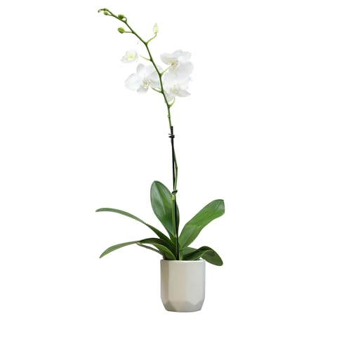 0810024705665 - WHITE PHALAENOPSIS LIVE ORCHID PLANT & WHITE ORCHID POT, 12-16 LIVE PLANT GIFT, FRESH ORCHIDS PLANTS LIVE HOUSE PLANTS, LIVE PLANTS INDOOR PLANTS LIVE HOUSEPLANTS PLANT LOVER GIFT BY PLANTS FOR PETS