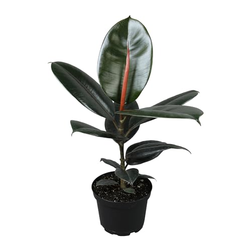 0810024705726 - BURGUNDY FICUS TREE LIVE PLANT (APPROX. 16 TALL) IN 6 INCH POT, RUBBER PLANT, AIR PURIFYING PLANT, EASY PLANT DÉCOR, HOUSE PLANT, INDOOR PLANT, DESK PLANT & OFFICE PLANT BY PLANTS FOR PETS