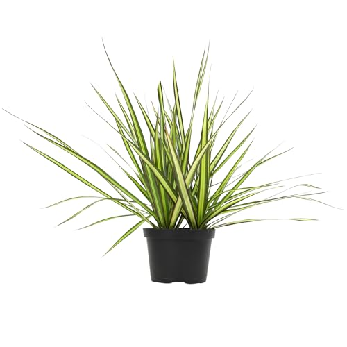 0810024705832 - SUNRAY DRACAENA PLANT LIVE DRAGON TREE IN 6 INCH POT, EASY PLANT DECOR, VARIEGATED DRACAENA MARGINATA HOUSE PLANT, AIR PURIFYING PLANT, LIVE INDOOR PLANT, DESK PLANT & OFFICE PLANT BY PLANTS FOR PETS