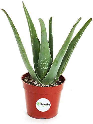 0810055850013 - SHOP SUCCULENTS | ALLURING COLLECTION OF LIVE ALOE PLANTS IN 6” GROW POTS, HAND SELECTED, EASY CARE,