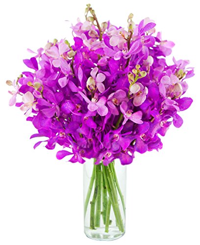 0811444033956 - DELIVERY BY TUE, 02/06 GUARANTEED IF ORDER PLACED BY 02/05 BEFORE 2PM EST.KABLOOM VALENTINES PRIME NEXT DAY DELIVERY - MOONDANCE PURPLE MOKARA ORCHIDS (20 STEMS) - WITH VASE GIFT FOR VALENTINE