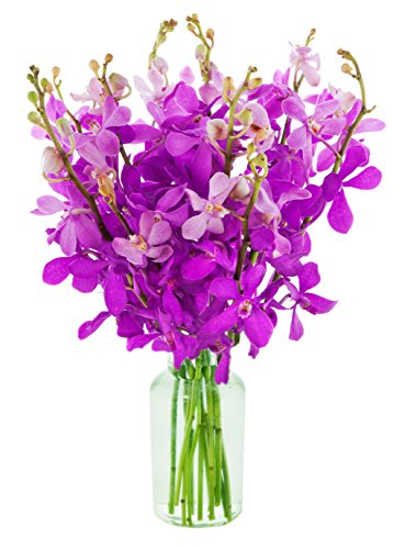 0811444034007 - DELIVERY BY TUE, 02/06 GUARANTEED IF ORDER PLACED BY 02/05 BEFORE 2PM EST.KABLOOM VALENTINES PRIME NEXT DAY DELIVERY - PURPLE MOKARA ORCHID BOUQUET WITH VASE| FRESH FLOWERS FOR DELIVERY PRIME