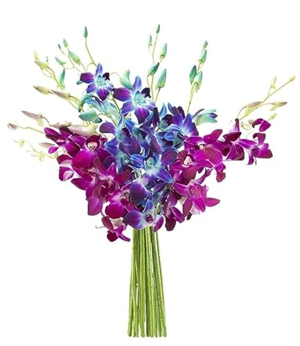 0811444035097 - DELIVERY BY TUE, 02/06 GUARANTEED IF ORDER PLACED BY 02/05 BEFORE 2PM EST.BLOOMS2DOOR VALENTINES VALENTINES PRIME NEXT DAY DELIVERY - MOTHERS DAY SPECIAL BOUQUET, EXOTIC ORCHID, 5 COUNT|