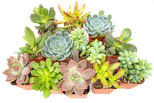 0812548033026 - SUCCULENT PLANTS (12 PACK) FULLY ROOTED IN PLANTER POTS WITH SOIL | REAL LIVE POTTED SUCCULENTS / UNIQUE INDOOR CACTUS DECOR BY PLANTS FOR PETS