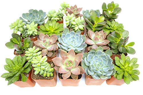 0812548033033 - SUCCULENT PLANTS (20 PACK) FULLY ROOTED IN PLANTER POTS WITH SOIL, REAL POTTED SUCCULENTS PLANTS LIVE HOUSEPLANTS, UNIQUE INDOOR CACTI MIX, CACTUS DECOR BY PLANTS FOR PETS