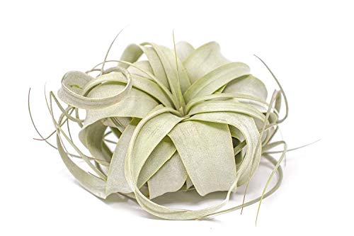 0812548039523 - 1 TILLANDSIA XEROGRAPHICA AIR PLANT | LIVE TROPICAL HOUSEPLANT DECOR FOR TERRARIUM HOLDER / WEDDING FAVORS | LARGE EXOTIC AIRPLANT BY PLANTS FOR PETS