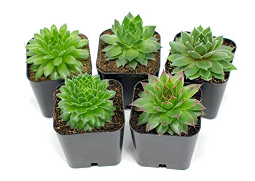 0812548039837 - SUCCULENT PLANTS | 5 SEMPERVIVUM SUCCULENTS | ROOTED IN PLANTER POTS WITH SOIL | REAL LIVE INDOOR PLANTS | GIFTS OR ROOM DECOR BY PLANTS FOR PETS