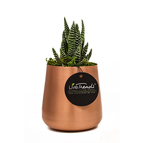 0813175020656 - LIVETRENDS LIVING BELL - SUCCULENT IN DECORATIVE COPPER CONTAINER