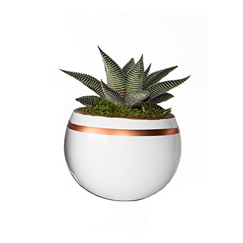 0813175022247 - LIVETRENDS LIFE MAGNETIC - LIVING SUCCULENT DECORATION (WHITE AND COPPER)