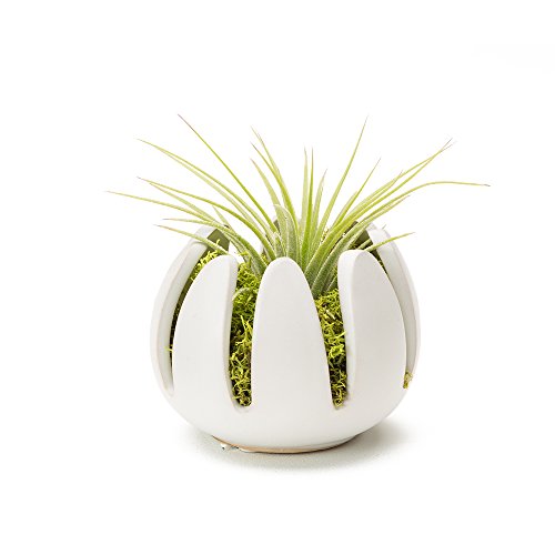 0813175022278 - LIVETRENDS LILY FLOWER - LIVING AIR PLANT DECORATION (WHITE)