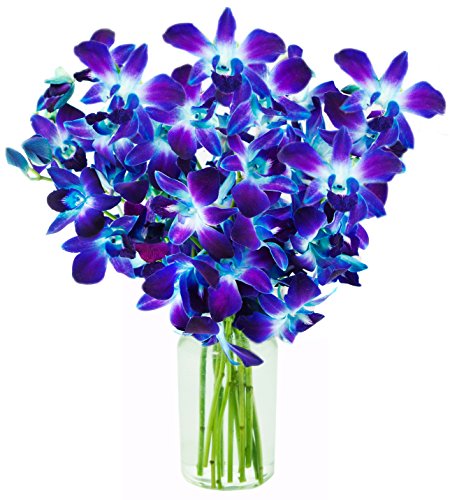 0815433021467 - KABLOOM 10 STEMS BLUE VALENTINE DENDROBIUM ORCHIDS WITH VASE, 2.5 POUND