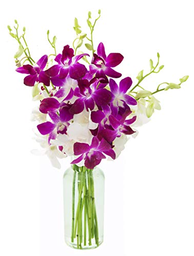 0815433021740 - KABLOOM PRIME OVERNIGHT DELIVERY - EXOTIC OPAL ORCHID BOUQUET OF PURPLE AND WHITE ORCHIDS FROM THAILAND WITH VASE