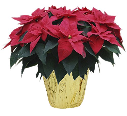 0815433027360 - KABLOOM PRIME OVERNIGHT DELIVERY: REAL LIVE RED POINSETTIA PLANT, 15-INCHES TALL