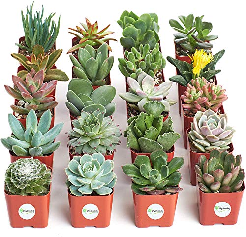 0818553028507 - SHOP SUCCULENTS | UNIQUE COLLECTION OF LIVE PLANTS, HAND SELECTED VARIETY PACK OF MINI SUCCULENTS, STANDARD BOX