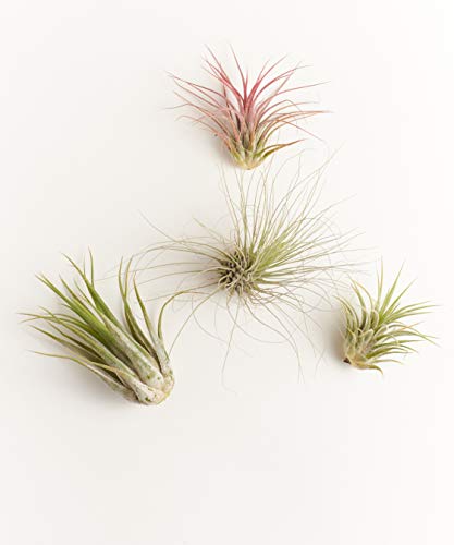 0818553029108 - SHOP SUCCULENTS ASSORTED AIR PLANTS (COLLECTION OF 4), 4