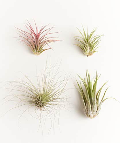 0818553029177 - SHOP SUCCULENTS | UNIQUE LIVE AIR PLANTS HAND SELECTED VARIETY OF DIFFERENT SPECIES | COLLECTION OF 6
