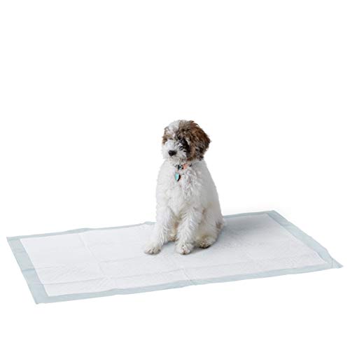 0840095863483 - AMAZON BASICS DOG AND PUPPY POTTY TRAINING PADS, REGULAR ABSORBENCY, GIANT (27.5 X 44 INCHES) - PACK OF 40