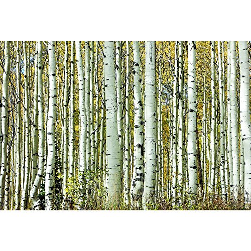 0845805070496 - SHDAS32165 FOREST I PRINTED ON TEMPERED GLASS WALL ART