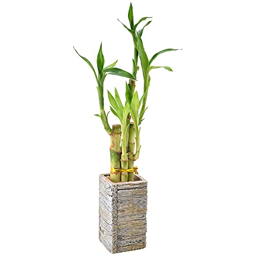 0849637008207 - ARCADIA GARDEN PRODUCTS LV23 5-STEM LUCKY BAMBOO, LIVE INDOOR PLANT IN AGED WOOD PLANTER FOR HOME, WORK, OR GIFT, LIGHT