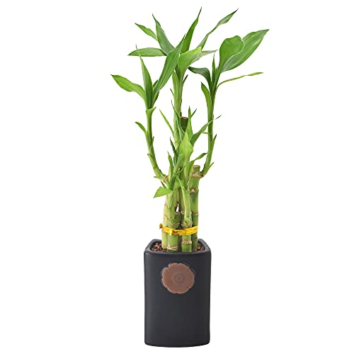 0849637008238 - ARCADIA GARDEN PRODUCTS LV26 5-STEM LUCKY BAMBOO, LIVE INDOOR PLANT IN CONTOUR II CERAMIC PLANTER FOR HOME, WORK, OR GIFT, BLACK