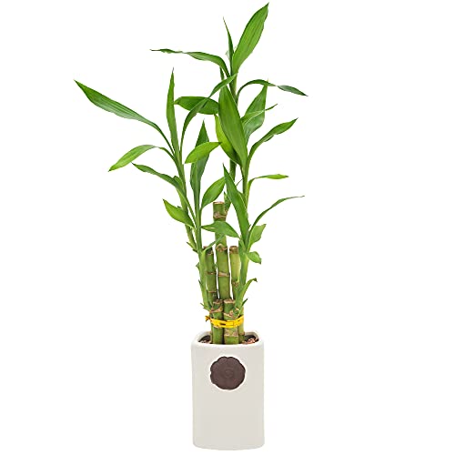 0849637008245 - ARCADIA GARDEN PRODUCTS LV27 5-STEM LUCKY BAMBOO, LIVE INDOOR PLANT IN CONTOUR II CERAMIC PLANTER FOR HOME, WORK, OR GIFT, WHITE
