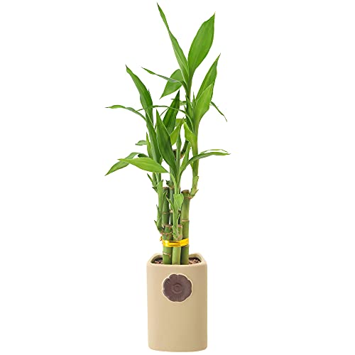0849637008252 - ARCADIA GARDEN PRODUCTS LV28 5-STEM LUCKY BAMBOO, LIVE INDOOR PLANT IN DIMENSION II CERAMIC PLANTER FOR HOME, WORK, OR GIFT, BLACK, TAN