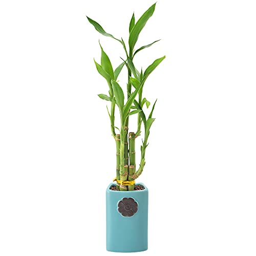 0849637008269 - ARCADIA GARDEN PRODUCTS LV29 5-STEM LUCKY BAMBOO, LIVE INDOOR PLANT IN CONTOUR II CERAMIC PLANTER FOR HOME, WORK, OR GIFT, TEAL