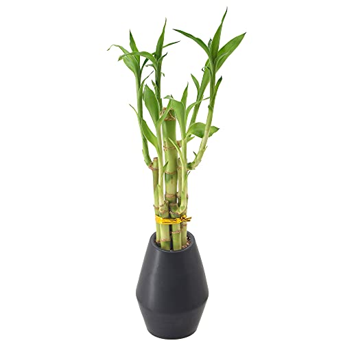 0849637008276 - ARCADIA GARDEN PRODUCTS LV30 5-STEM LUCKY BAMBOO, LIVE INDOOR PLANT IN DIMENSION II CERAMIC PLANTER FOR HOME, WORK, OR GIFT, BLACK